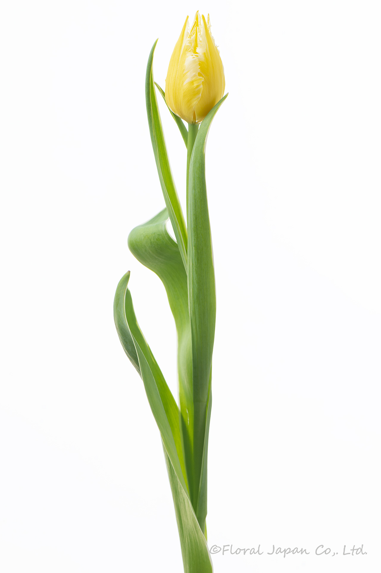 バーニングフレイム