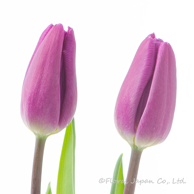 パープルフラッグ