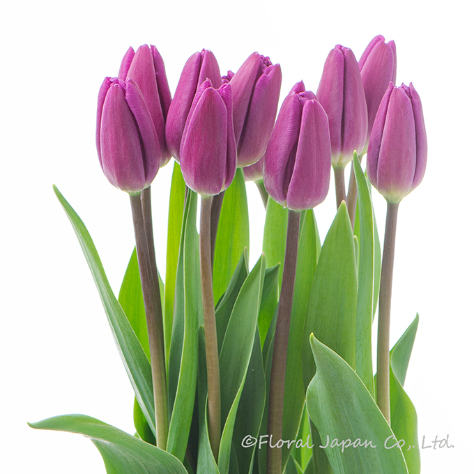 パープルフラッグ