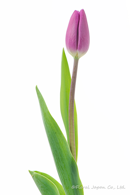 パープルフラッグ