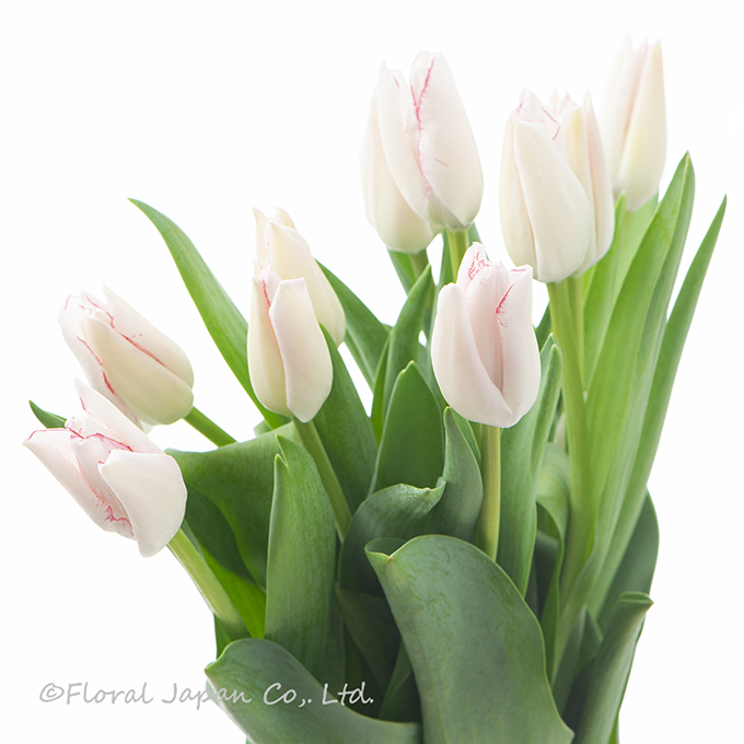 ビューティートレンド