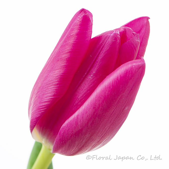 ピンクアジュール