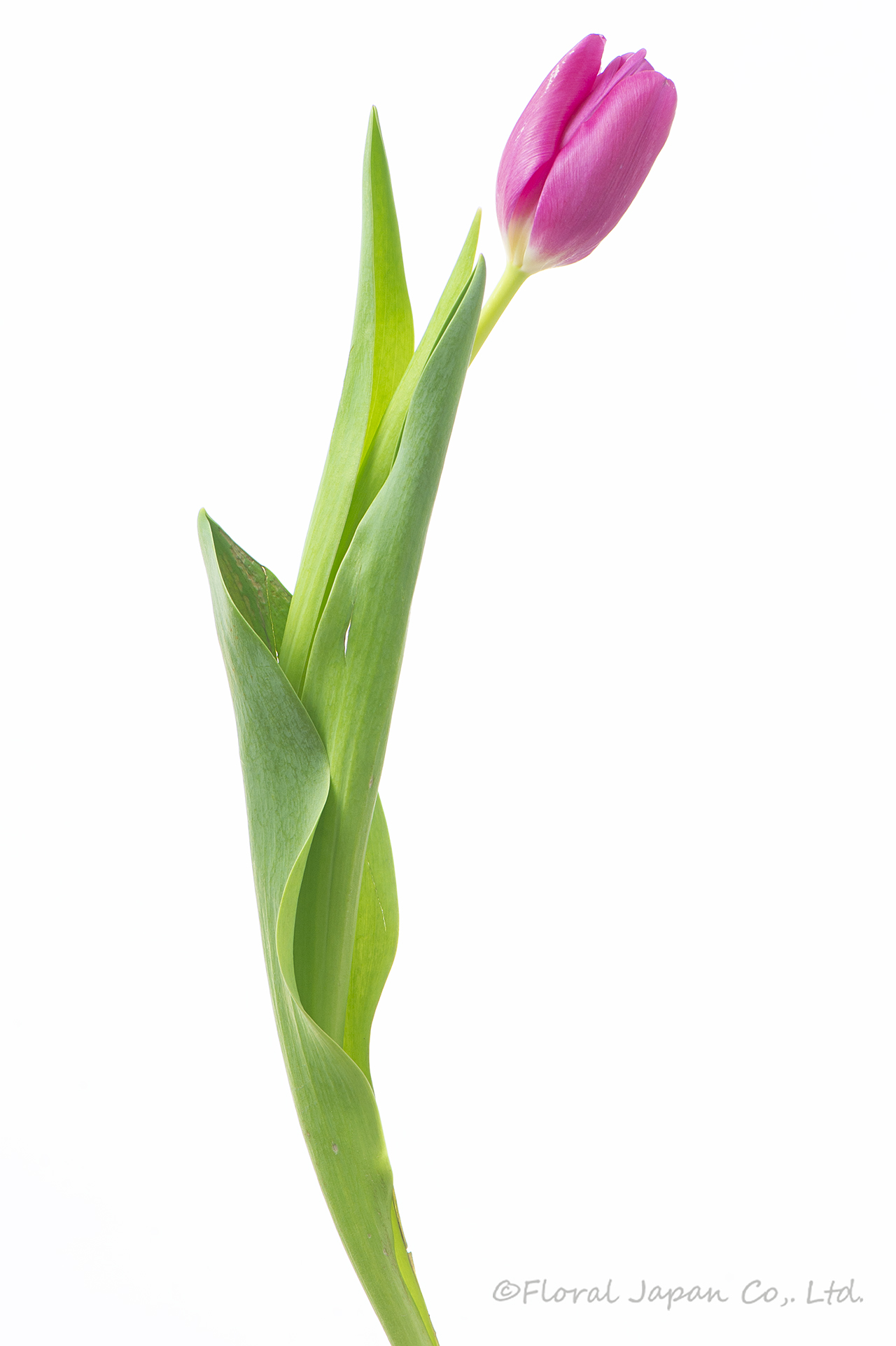 ピンクアジュール