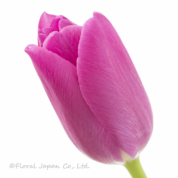 ピンクアルドール