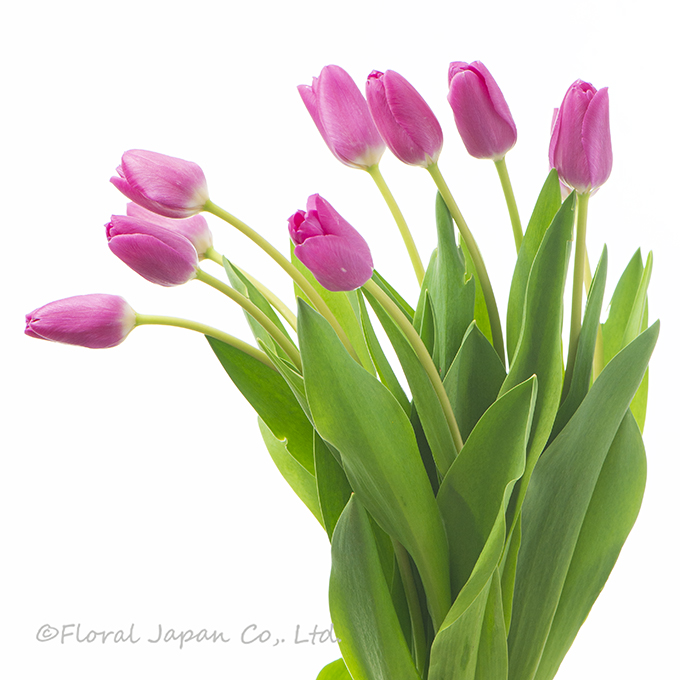 ピンクアルドール