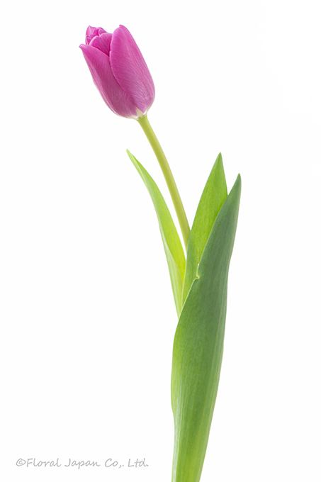 ピンクアルドール