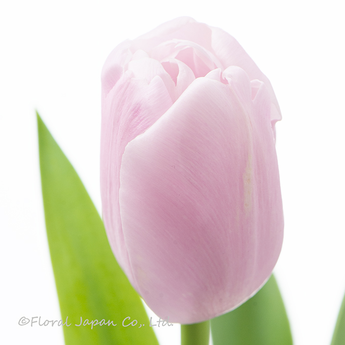 ピンクダイヤモンド