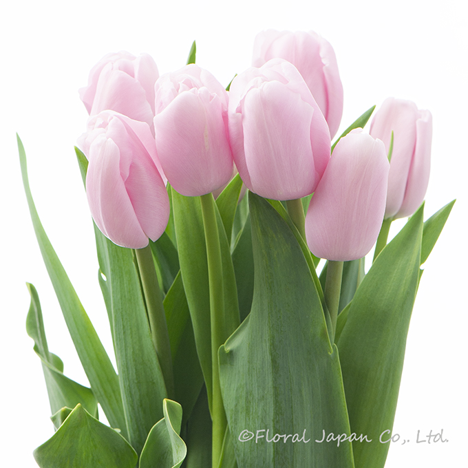 ピンクダイヤモンド