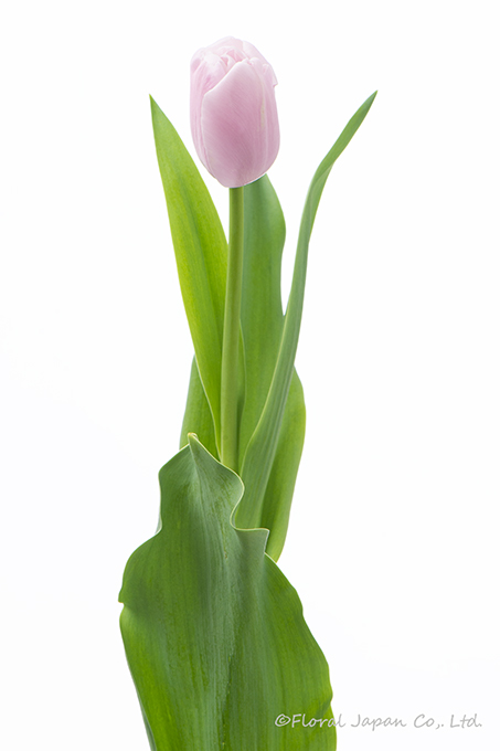 ピンクダイヤモンド