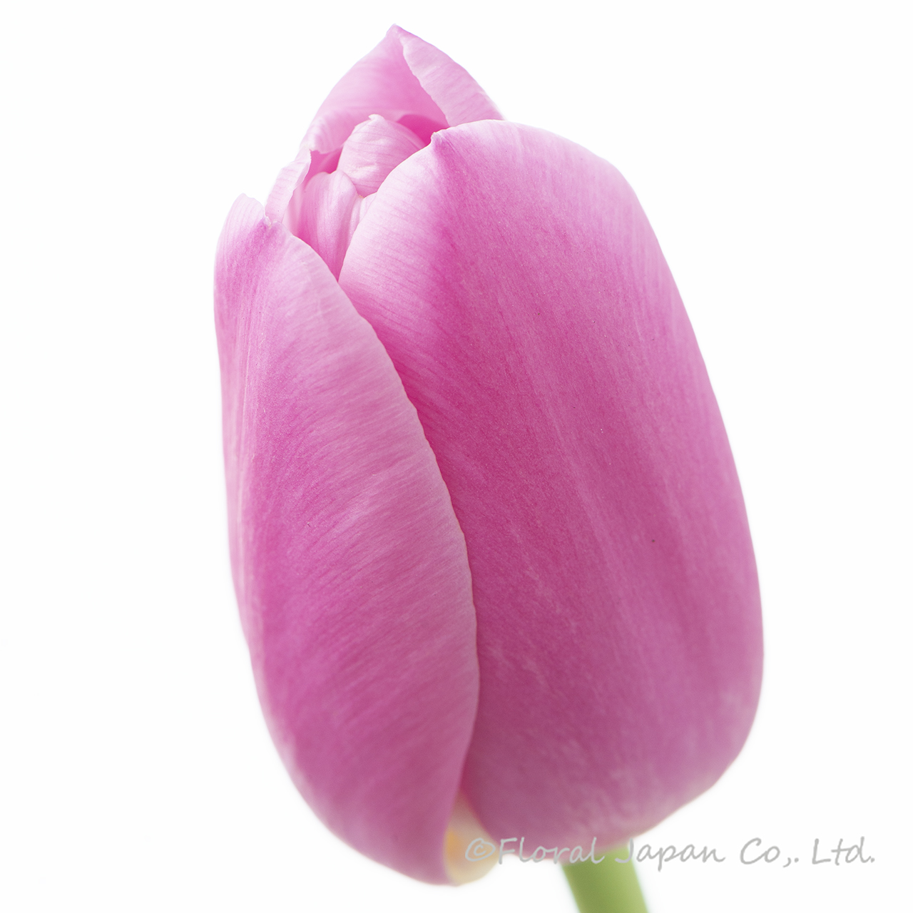 ピンクツイスト