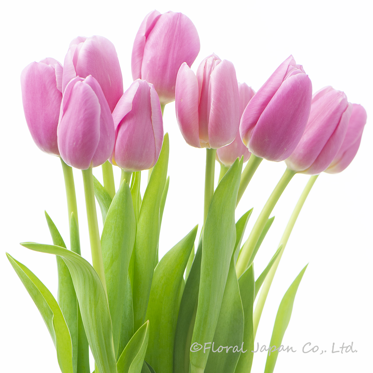 ピンクツイスト