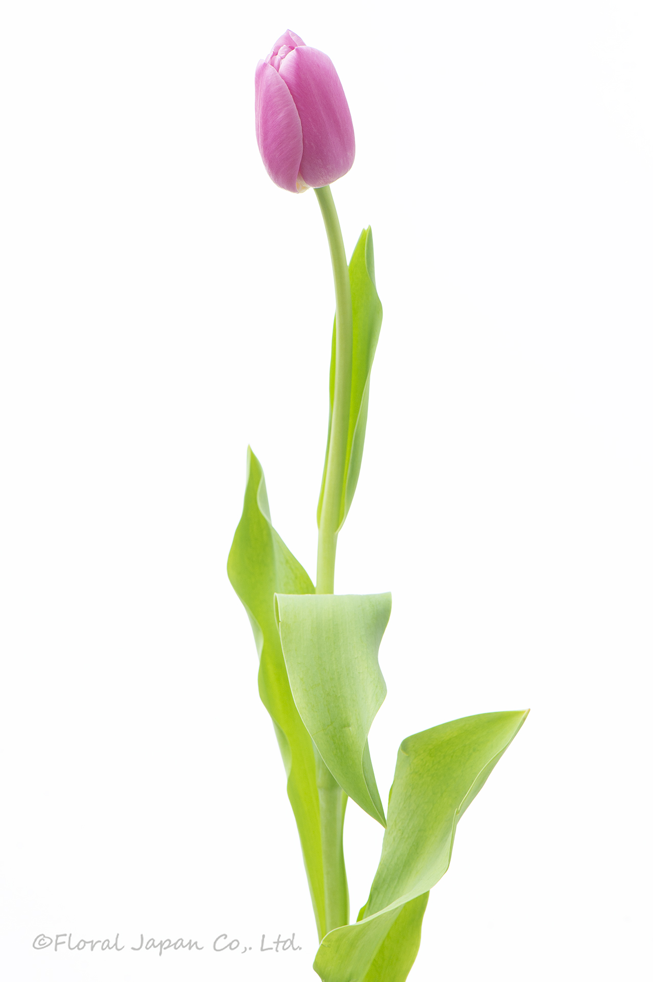 ピンクツイスト