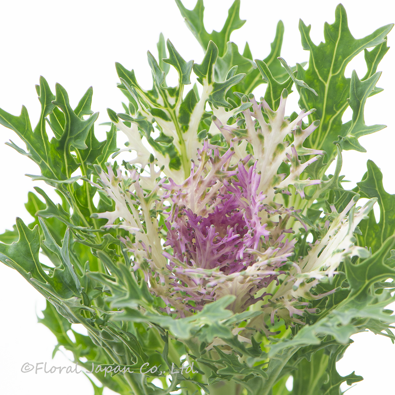 フェザーホワイト