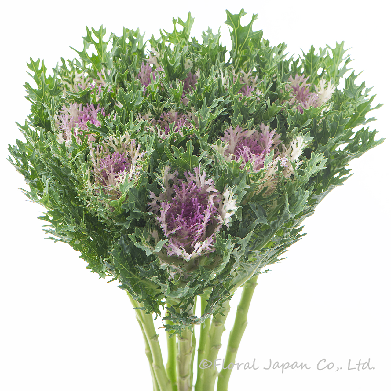 フェザーホワイト