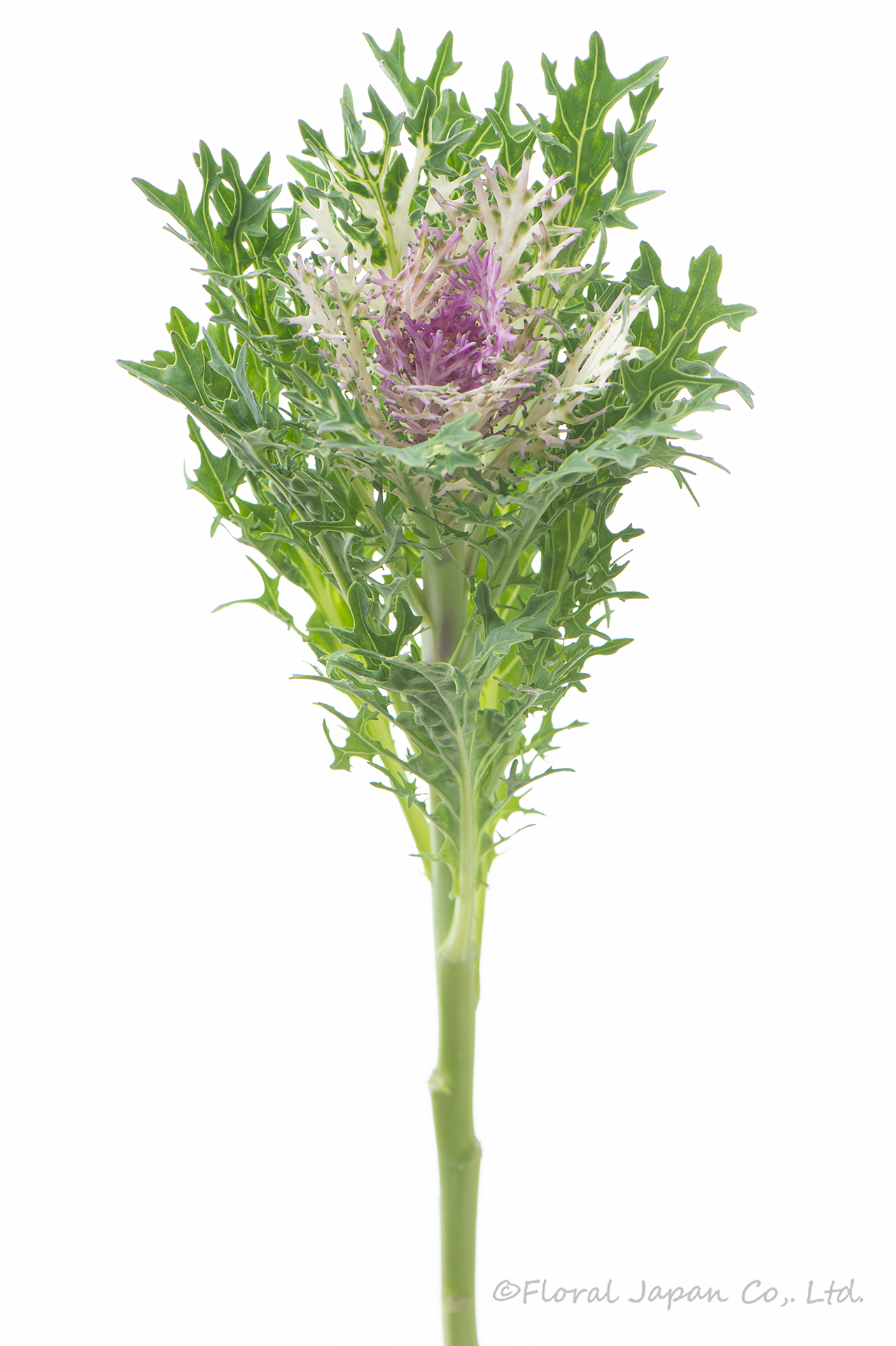 フェザーホワイト