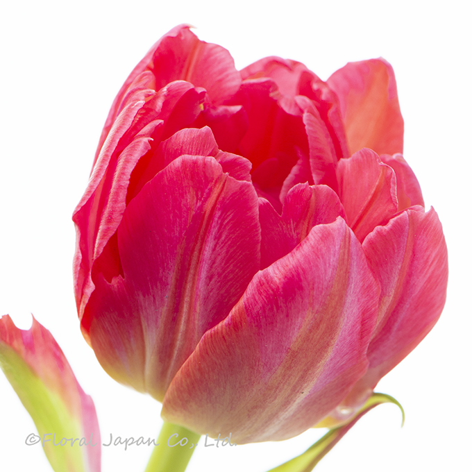 フラッシュポイント