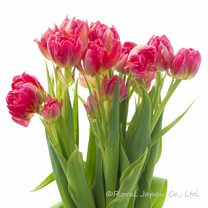 フラッシュポイント