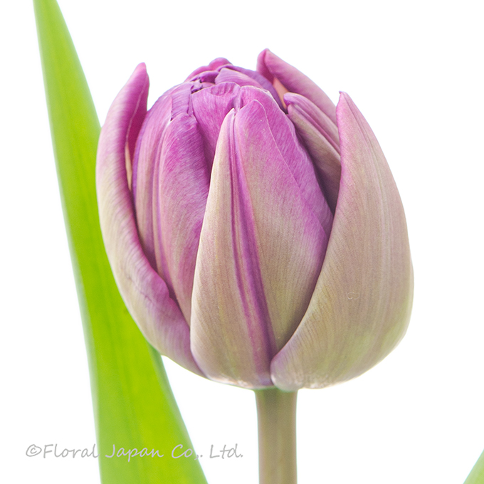 ブルーダイヤモンド