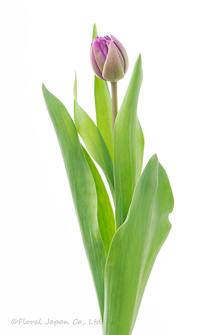 ブルーダイヤモンド