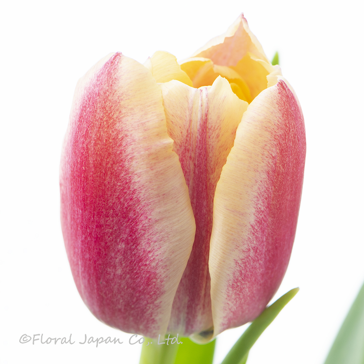 ベロナサンライズ