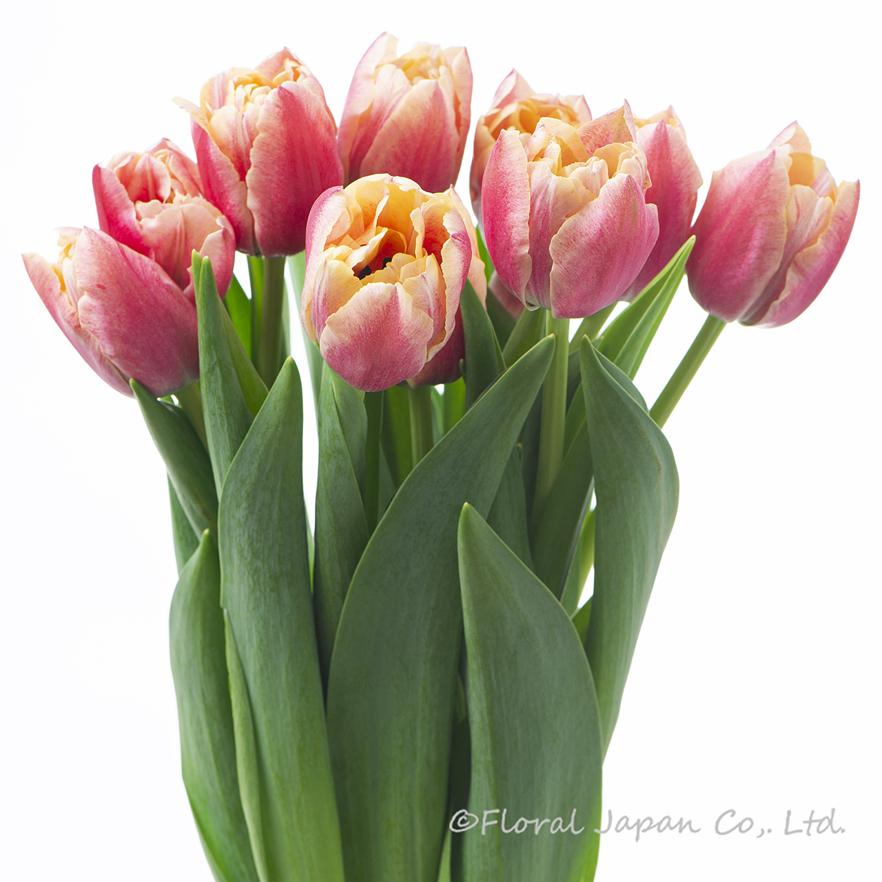 ベロナサンライズ