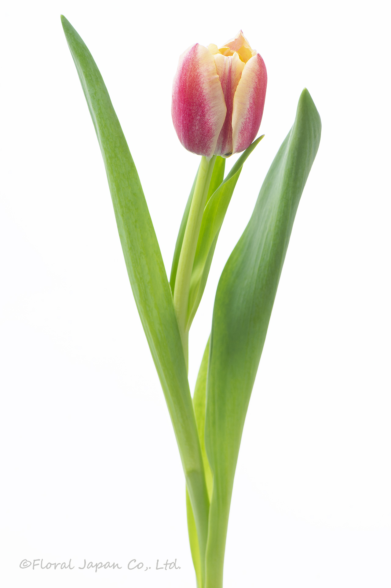 ベロナサンライズ