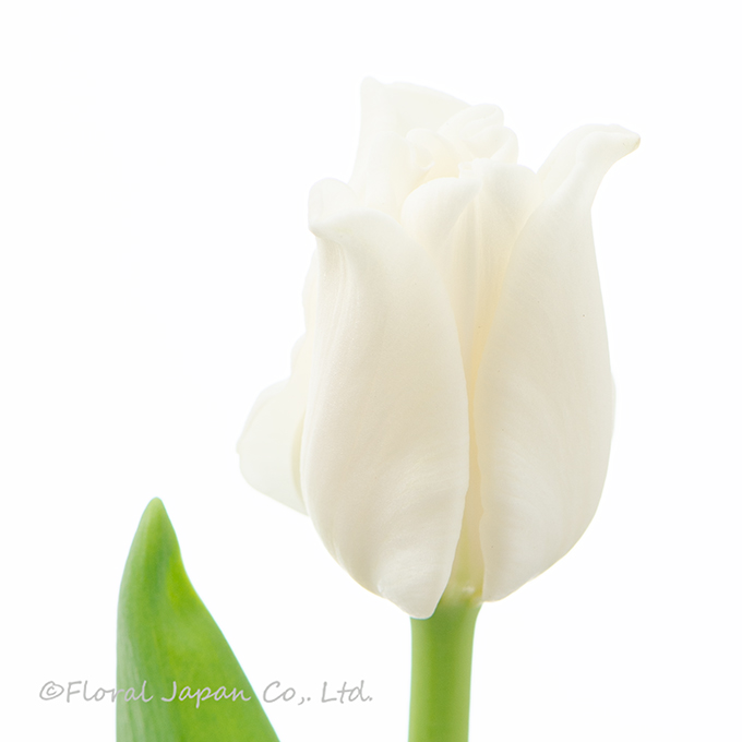 ホワイトリバースター