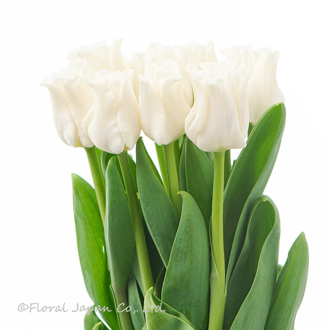 ホワイトリバースター