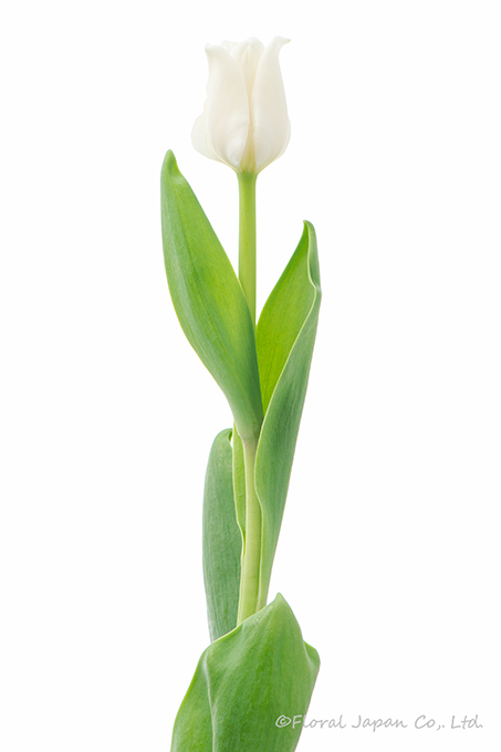 ホワイトリバースター