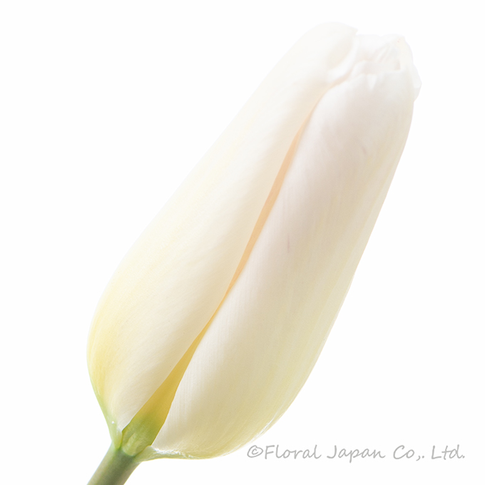 ホーランドシック