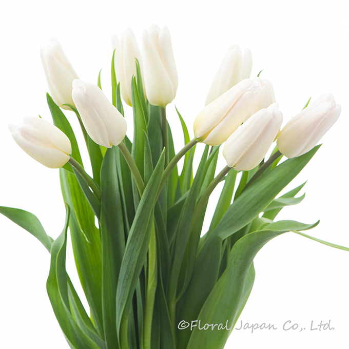 ホーランドシック