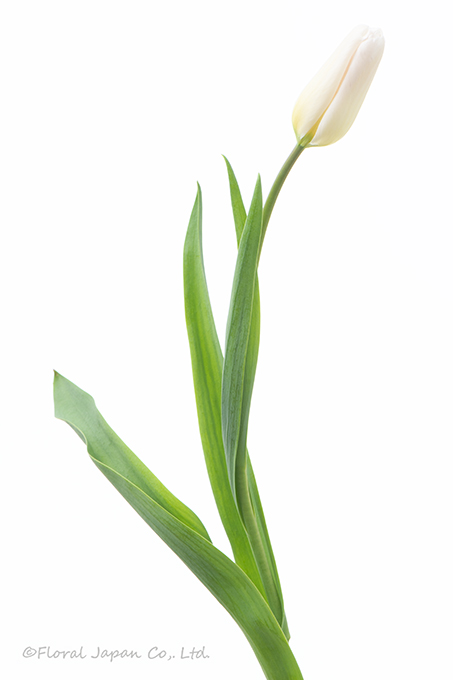 ホーランドシック