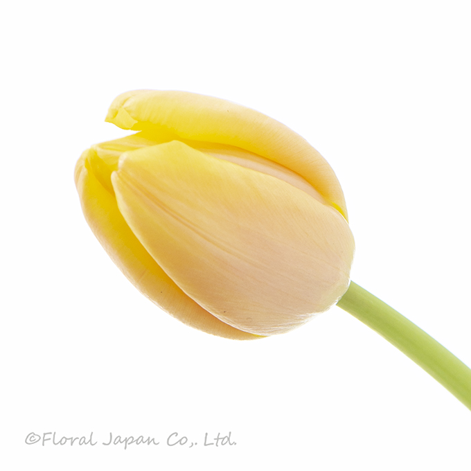 マンゴーチャーム