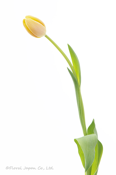 マンゴーチャーム