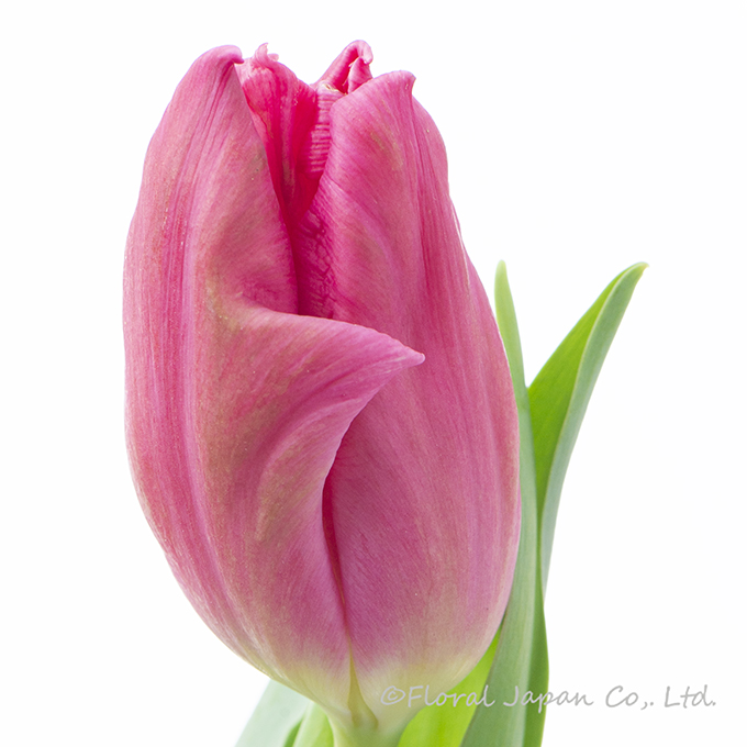 マーベルパーロット