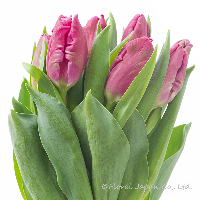 マーベルパーロット