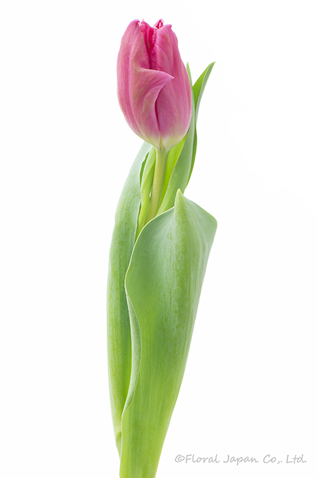 マーベルパーロット