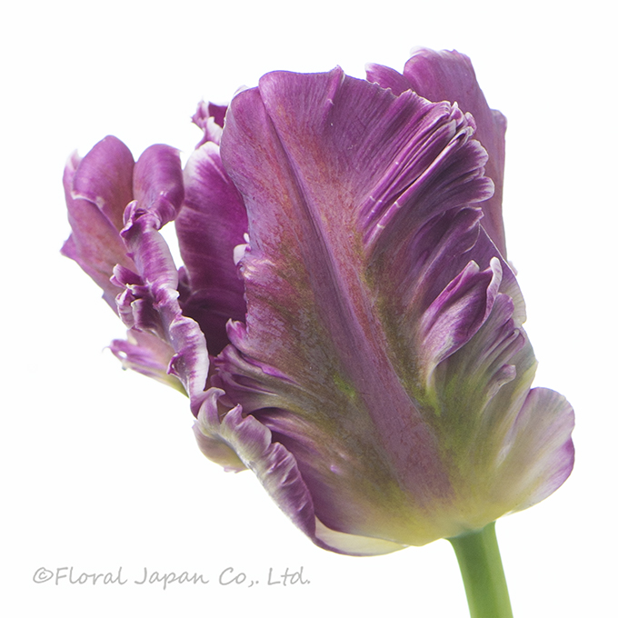 ミステリアスパーロット