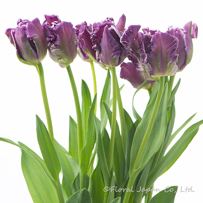 ミステリアスパーロット