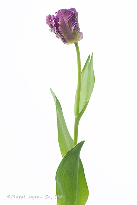 ミステリアスパーロット