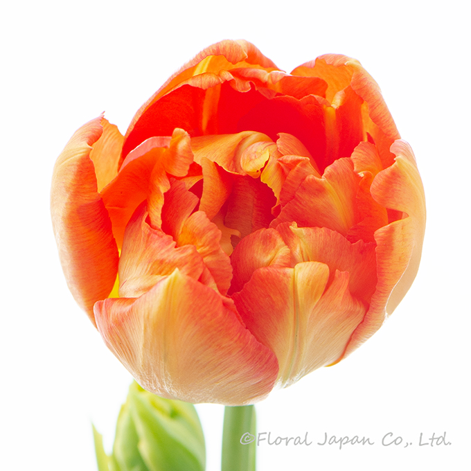 モンテオレンジ