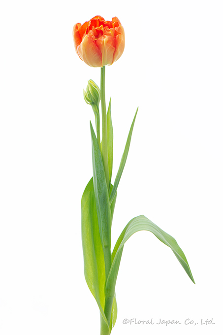 モンテオレンジ