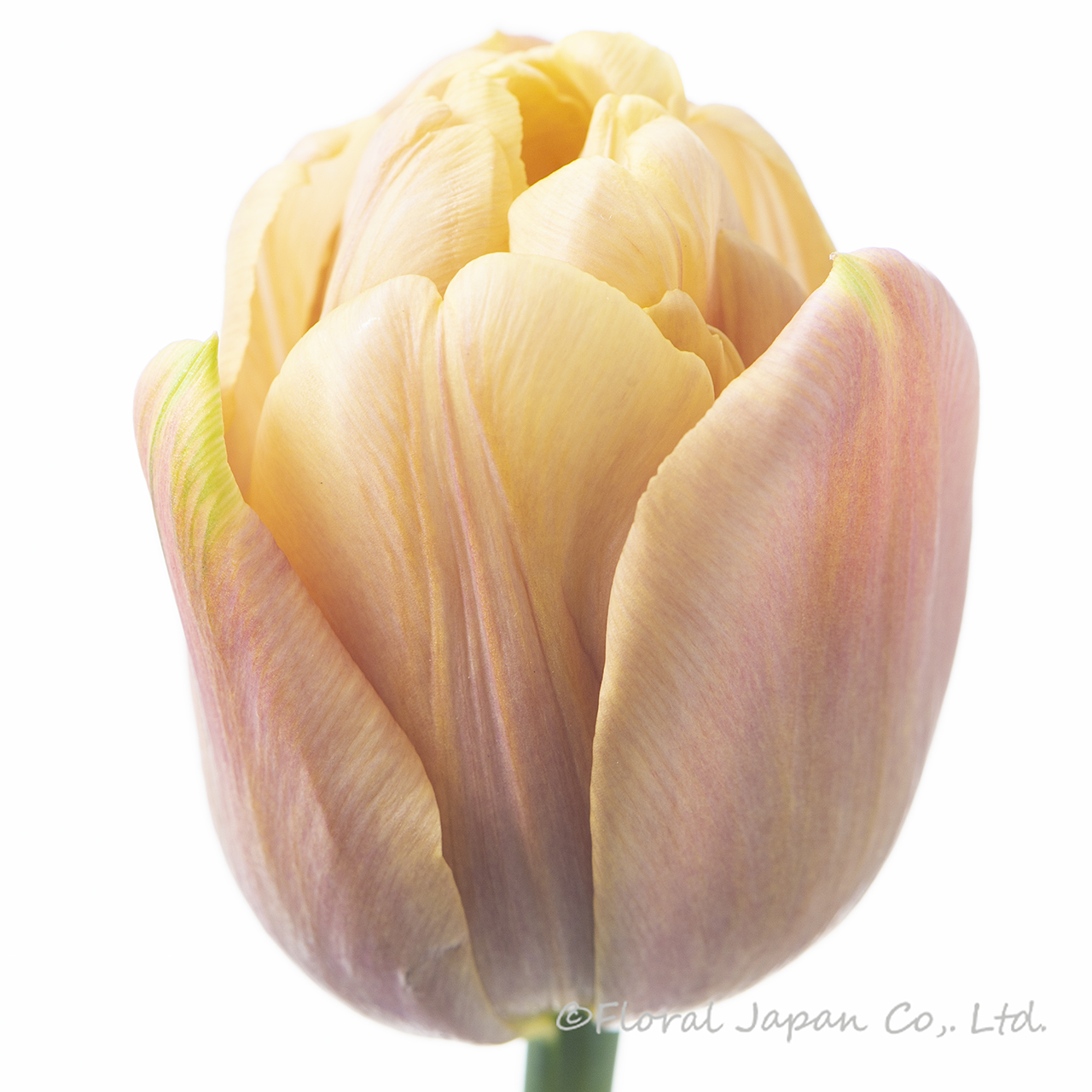 ラ_ベルエポック