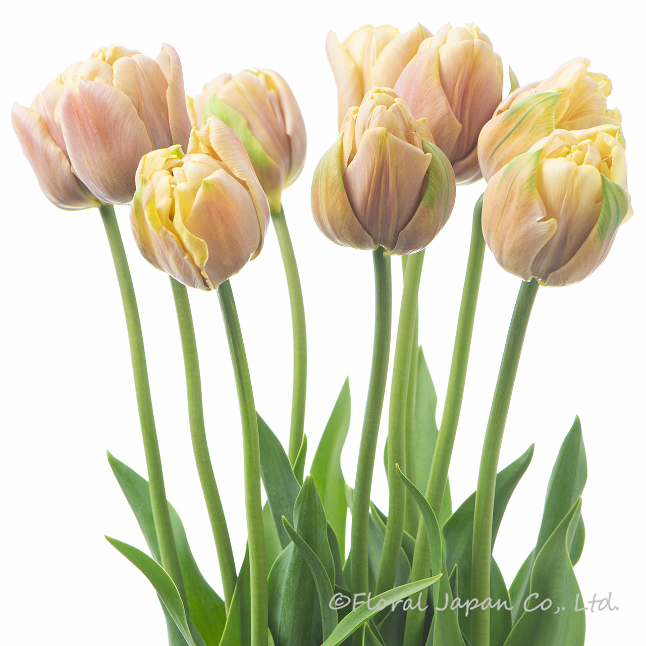 ラ_ベルエポック