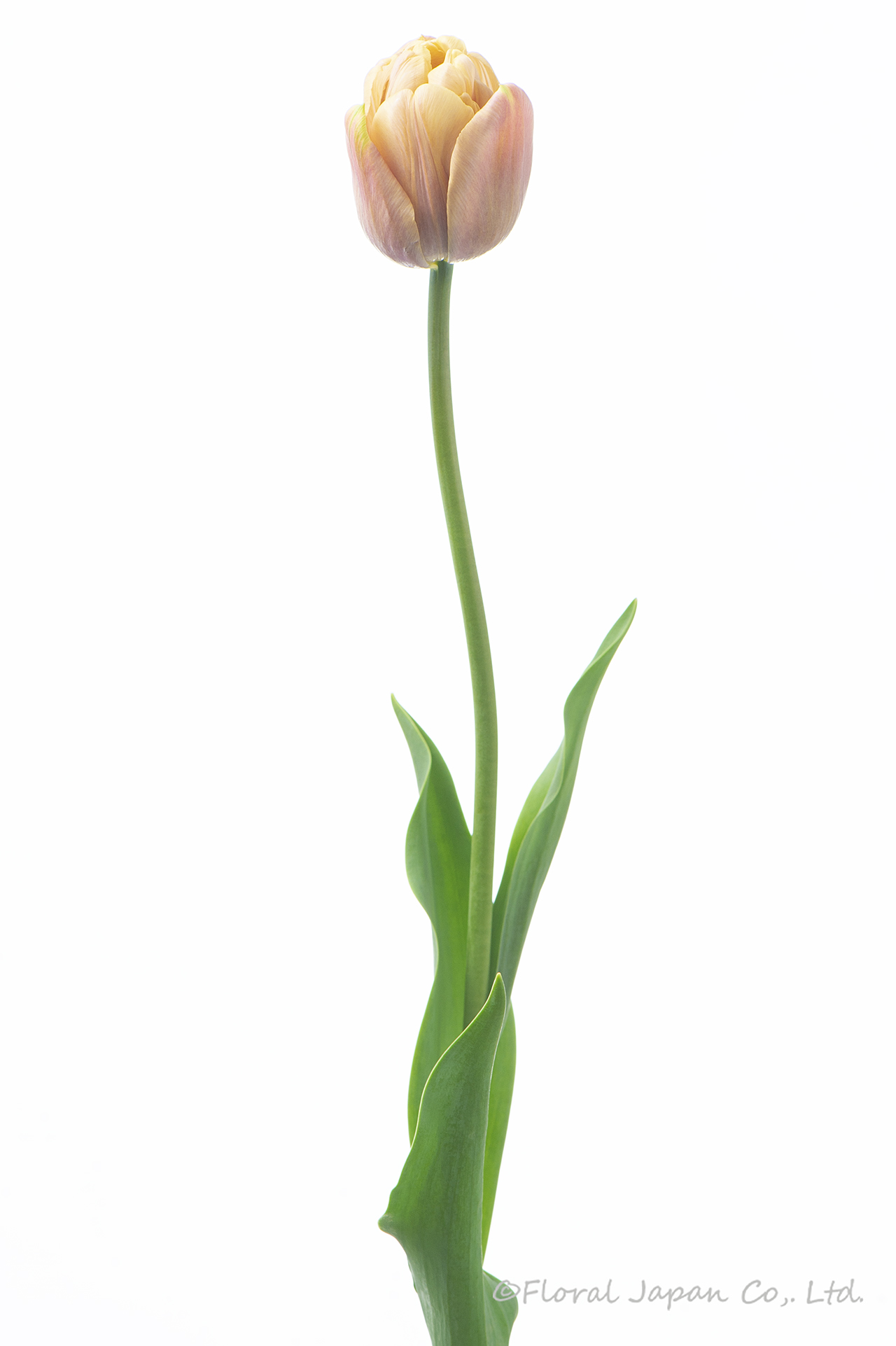 ラ_ベルエポック