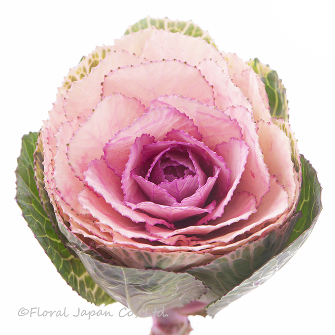 ライトピンク_ハルノウタゲ