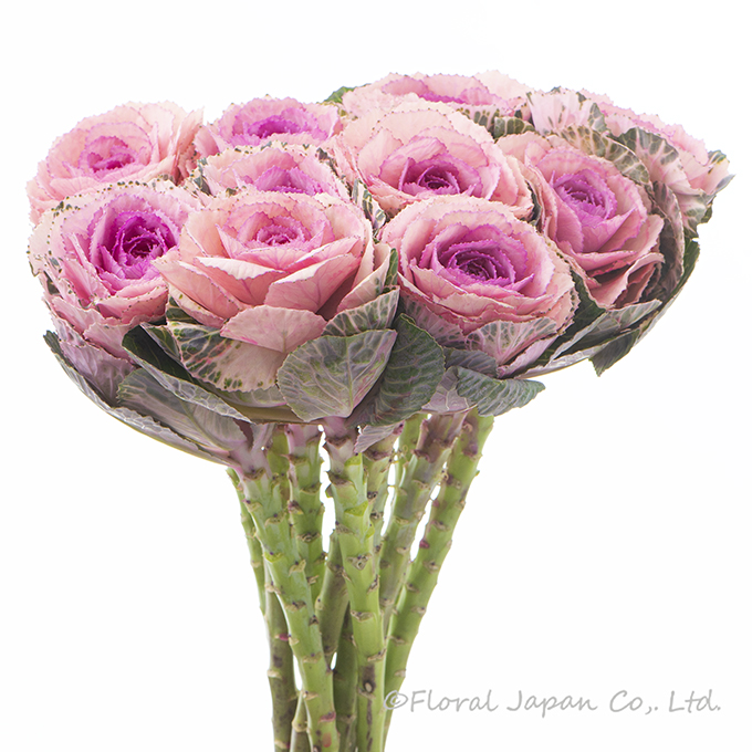 ライトピンク_ハルノウタゲ