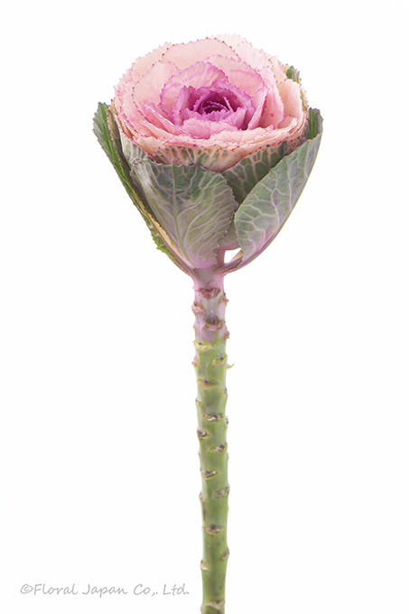 ライトピンク_ハルノウタゲ