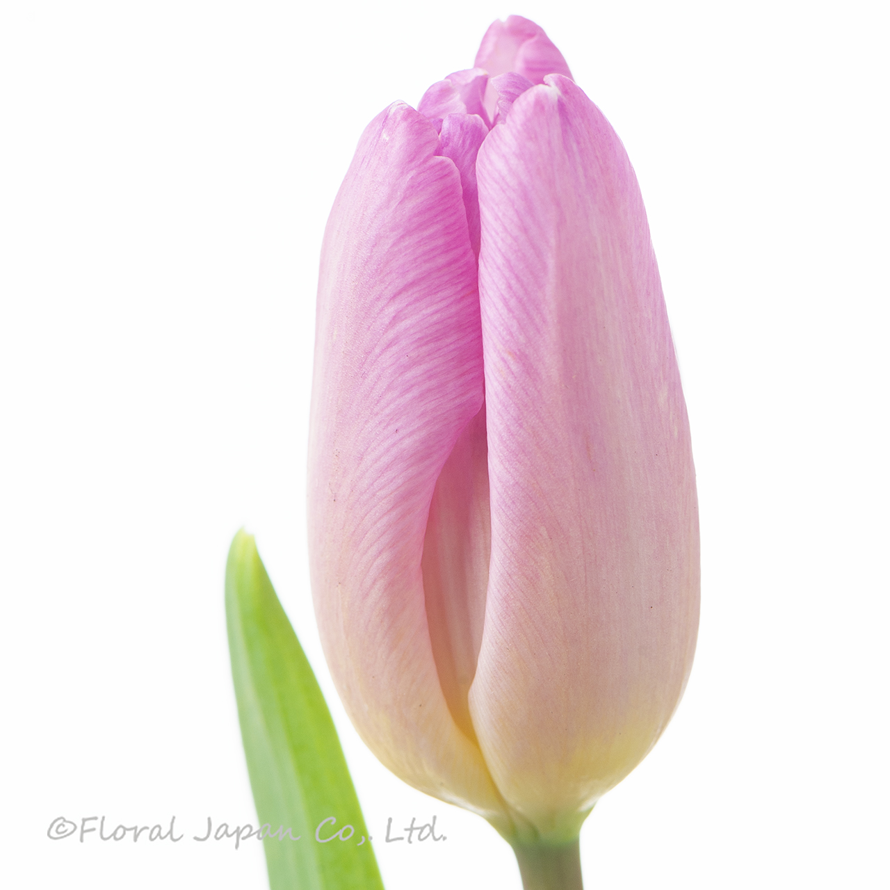 ライトピンクプリンス