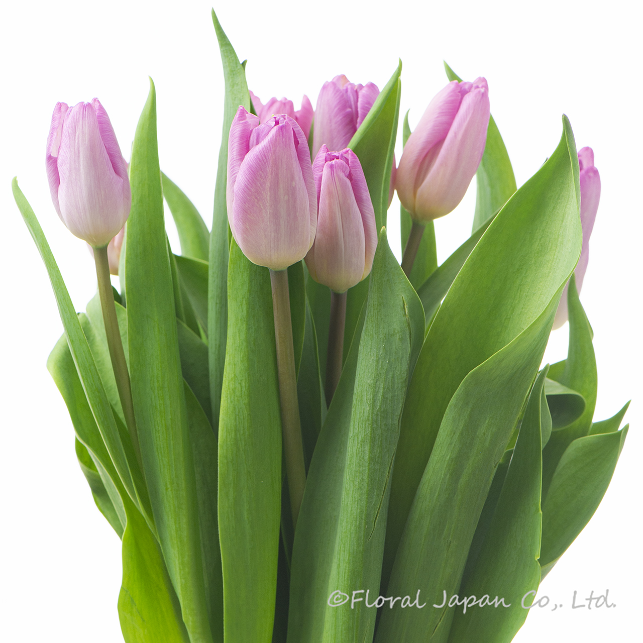 ライトピンクプリンス